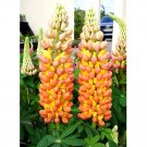 15 Lupinus Flowers Colorful Light Fragrant T17 SEEDS