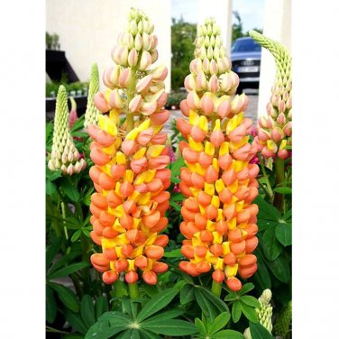 15 Lupinus Flowers Colorful Light Fragrant T17 SEEDS