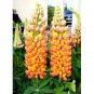15 Lupinus Flowers Colorful Light Fragrant T17 SEEDS