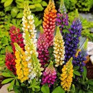 15 Lupinus Flowers Colorful Light Fragrant T18 SEEDS