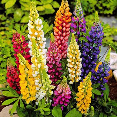 15 Lupinus Flowers Colorful Light Fragrant T18 SEEDS