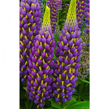 15 Lupinus Flowers Colorful Light Fragrant T19 SEEDS