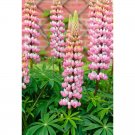 15 Lupinus Flowers Colorful Light Fragrant T20 SEEDS