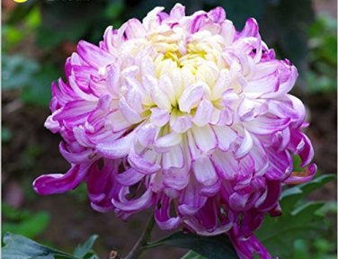 100 Light Purple White Color Chrysanthemum Morifolium Flower SEEDS