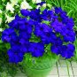 100 /pack Rare Sky Blue Petunia  Flower Annual Morning Glory SEEDS