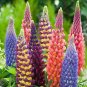 15 Lupinus Flowers Colorful Light Fragrant T1 SEEDS