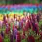 15 Lupinus Flowers Colorful Light Fragrant T3 SEEDS