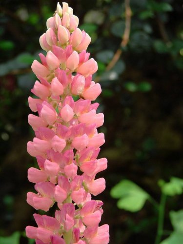15 Lupinus Flowers Colorful Light Fragrant T5 SEEDS