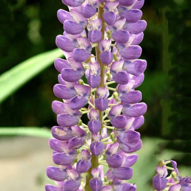 15 Lupinus Flowers Colorful Light Fragrant T6 SEEDS