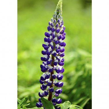 15 Lupinus Flowers Colorful Light Fragrant T7 SEEDS