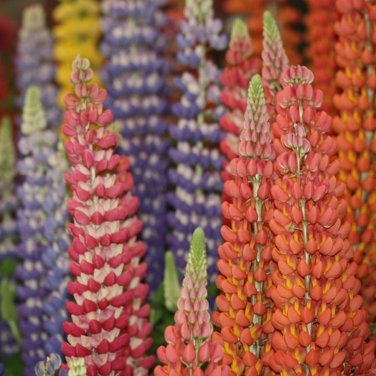 15 Lupinus Flowers Colorful Light Fragrant T9 SEEDS