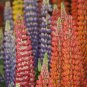 15 Lupinus Flowers Colorful Light Fragrant T9 SEEDS