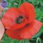 Corn Poppy Flower Coquelicot Flower 120 large red flowers SEEDS