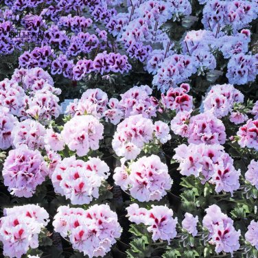 Geranium mix White Red Spot Double Petals Purple Black Stripes Flowers 10 SEEDS