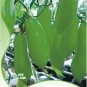 Rare Green Long 'Banana' Tomato 'Lv Beauty' Organic 20 Tasty Juicy Sweet Fruit  SEEDS