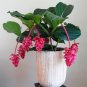 Medinilla Magnifica 30 Showy Flowering s Philippine Orchid T1 SEEDS