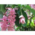 Medinilla Magnifica 30 Showy Flowering s Philippine Orchid T2 SEEDS