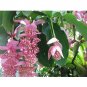Medinilla Magnifica 30 Showy Flowering s Philippine Orchid T2 SEEDS