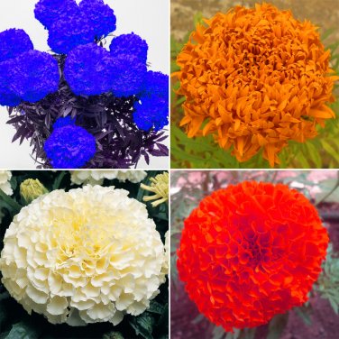 Tagetes erecta  Flowers 100 Big Blooms French Marigold T1 SEEDS