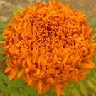 Tagetes erecta  Flowers 100 Big Blooms French Marigold T3 SEEDS
