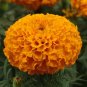 Tagetes erecta  Flowers 100 Big Blooms French Marigold T4 SEEDS