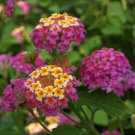 Lantana Camara  Flowers 20 T2 SEEDS