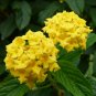 Lantana Camara  Flowers 20 T3 SEEDS