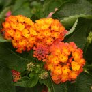 Lantana Camara  Flowers 20 T5 SEEDS