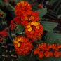 Lantana Camara  Flowers 20 T6 SEEDS