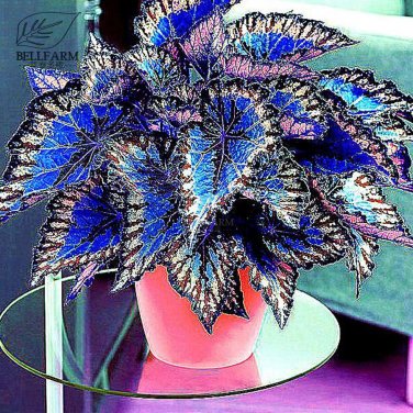 Rare Coleus  Foliage s 30 T1 SEEDS