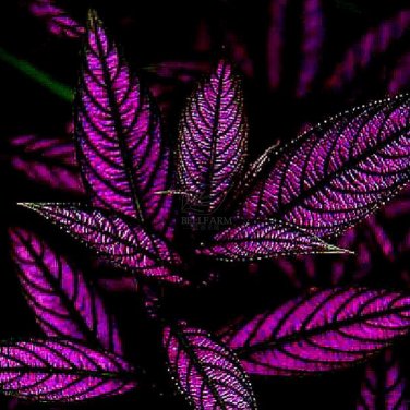 Rare Coleus  Foliage s 30 T3 SEEDS