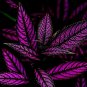 Rare Coleus  Foliage s 30 T3 SEEDS