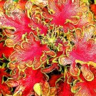 Rare Coleus  Foliage s 30 T5 SEEDS