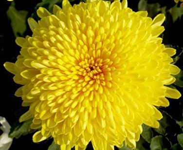 100 Beautiful Yellow Chrysanthemum Chrysanthemum Morifolium Flower SEEDS