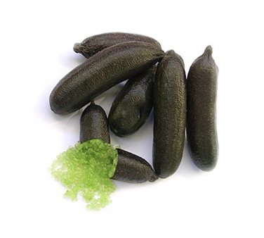 20 Finger Limes Black Skin Green Inside Fruit Organic Juicy Imported Pomegranate  SEEDS