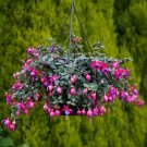 100 Hanging  Fuchsia Flowers T10 SEEDS