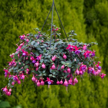 100 Hanging  Fuchsia Flowers T10 SEEDS