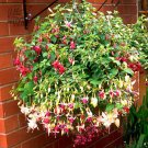100 Hanging  Fuchsia Flowers T11 SEEDS