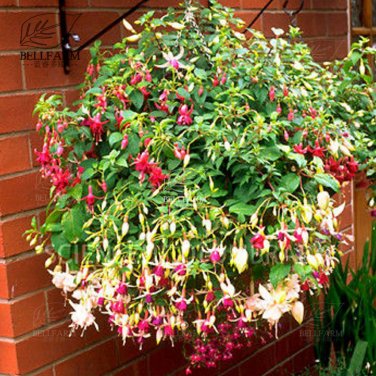 100 Hanging  Fuchsia Flowers T11 SEEDS