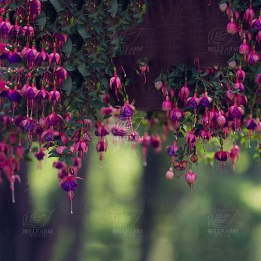 100 Hanging  Fuchsia Flowers T14 SEEDS