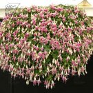 100 Hanging  Fuchsia Flowers T15 SEEDS