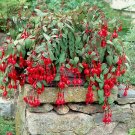 100 Hanging  Fuchsia Flowers T16 SEEDS