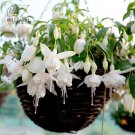100 Hanging  Fuchsia Flowers T18 SEEDS