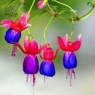 100 Hanging  Fuchsia Flowers T19 SEEDS