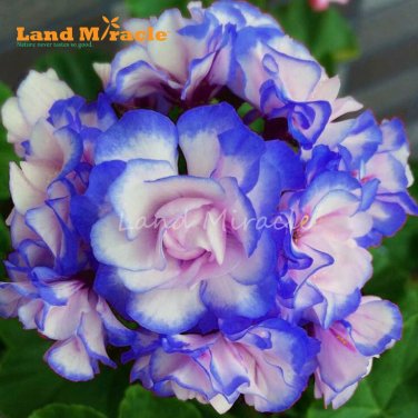 Rare 'Night Blue' Geranium Appleblossom Rosebud Pelargonium SEEDS