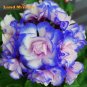 Rare 'Night Blue' Geranium Appleblossom Rosebud Pelargonium SEEDS