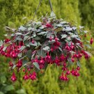 100 Hanging  Fuchsia Flowers T3 SEEDS