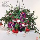 100 Hanging  Fuchsia Flowers T4 SEEDS