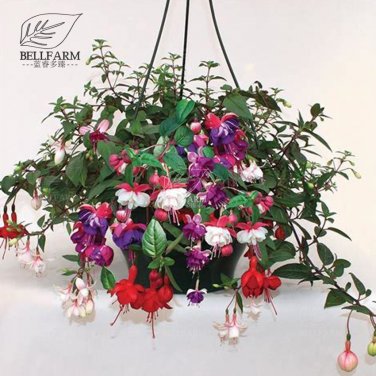100 Hanging  Fuchsia Flowers T4 SEEDS