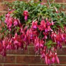 100 Hanging  Fuchsia Flowers T5 SEEDS